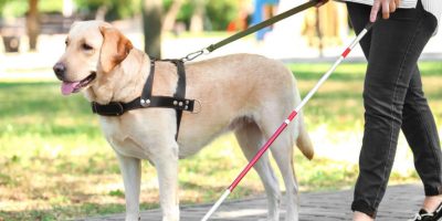 Quando il nostro amico a quattro zampe ci fa da...