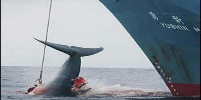 Giappone: dopo 31anni ha ripreso questa mattina...