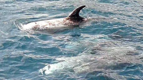 cetacei mediterraneo