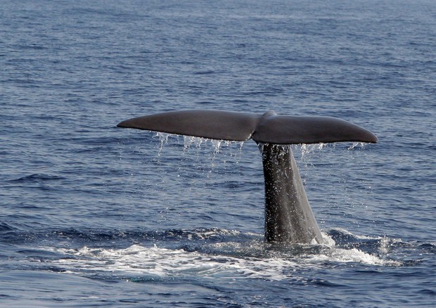 cetacei mediterraneo
