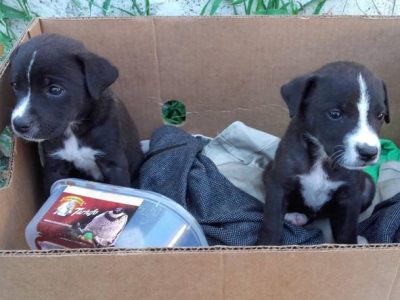 Abbandonati 5 cuccioli in una scatola, salvati dalla Polizia
