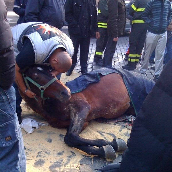 cavallo a terra, botticelle