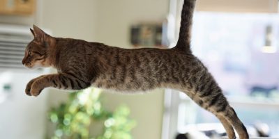 La borsa primordiale del gatto? Uno scudo contr...