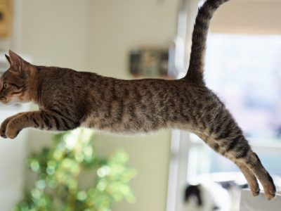 La borsa primordiale del gatto? Uno scudo contro le ferite