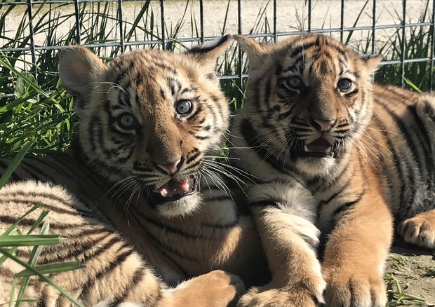 cuccioli di tigre, giornata mondiale tigre