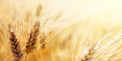 Scomparso un campo di grano su dieci, la denunc...