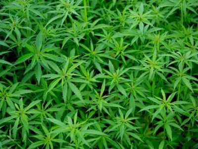 Coltivava marijuana, arrestata “Serve solo per i decotti”