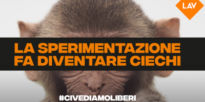 Lav ottiene i documenti sulla sperimentazione s...