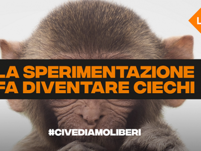 Lav ottiene i documenti sulla sperimentazione sui macachi