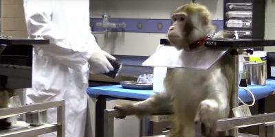 Lav e i test sui macachi: nessuna minaccia a Ta...