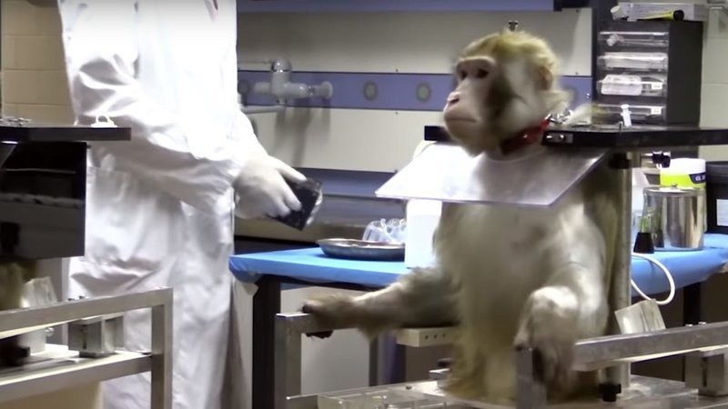 macachi sperimentazione