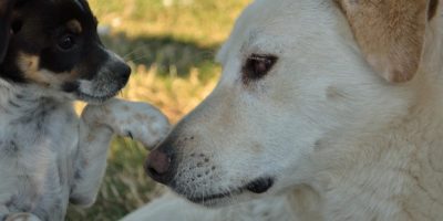 Attiva la mail del Viminale per i maltrattament...