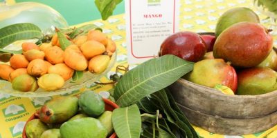 Oggi si festeggia il Mango day, con i primi rac...