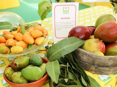 Oggi si festeggia il Mango day, con i primi raccolti “Made in Italy”