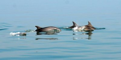 Temperature sempre più alte del mare incidono s...