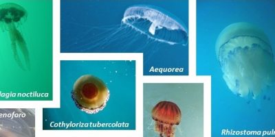 Le meduse nei mari italiani studiate da un nuov...