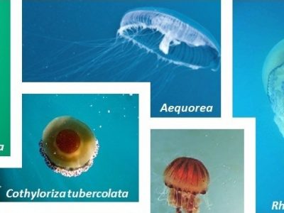 Le meduse nei mari italiani studiate da un nuovo robot