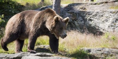 L’orso M49 fuggito dal centro Casteller p...