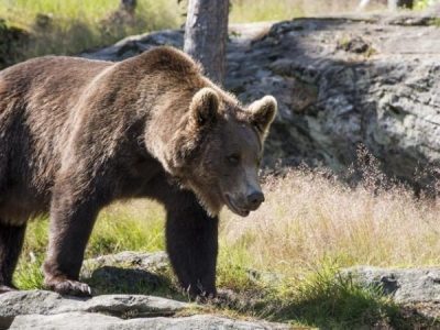 L’orso M49 fuggito dal centro Casteller potrebbe essere abbattuto