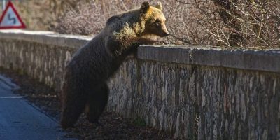 Esemplare di orso adulto marsicano è stato avvi...