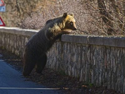 Esemplare di orso adulto marsicano è stato avvistato vicino a Isernia