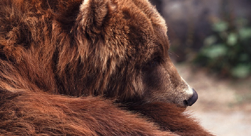 orso lav, mail maltrattamenti animali
