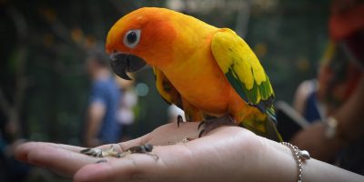 Nel Trevigiano, anziani e pappagalli insieme pe...