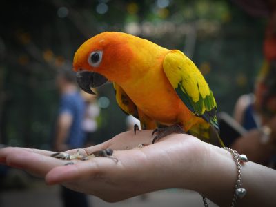 Nel Trevigiano, anziani e pappagalli insieme per la pet therapy