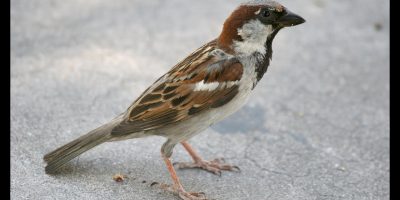 Aiutare i piccoli animali selvatici, basterebbe...