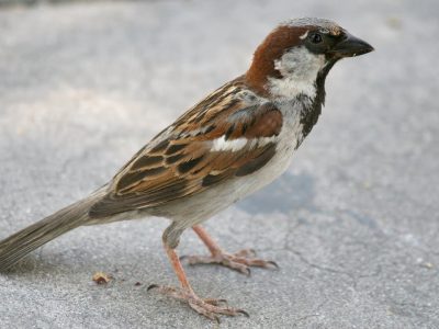 Aiutare i piccoli animali selvatici, basterebbe davvero poco