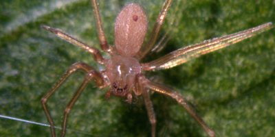 Collecchio, ragazza morsa dal ragno violino