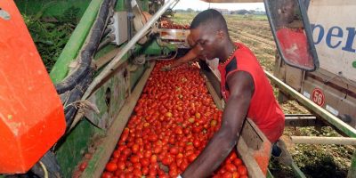 Imprenditore agricolo nei guai, sfruttava lavor...