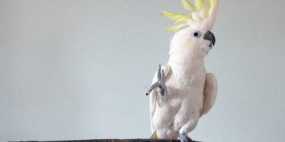 Snowball, il pappagallo ballerino che ha stupit...
