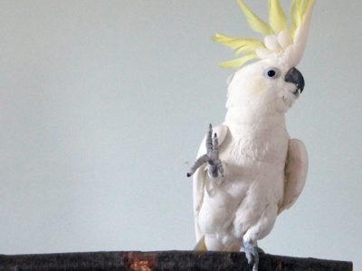 Snowball, il pappagallo ballerino che ha stupito nuovamente gli scienziati