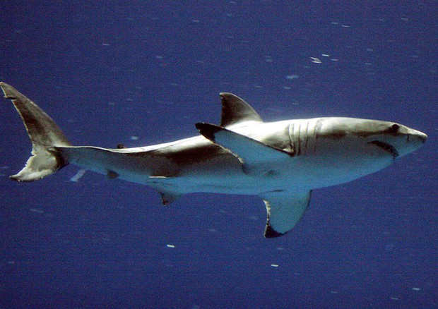 squalo, inquinamento marino