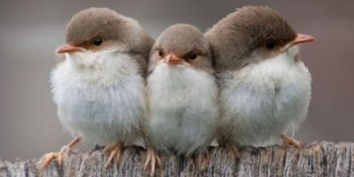 Denunciato uomo per cattura illegale di uccellini