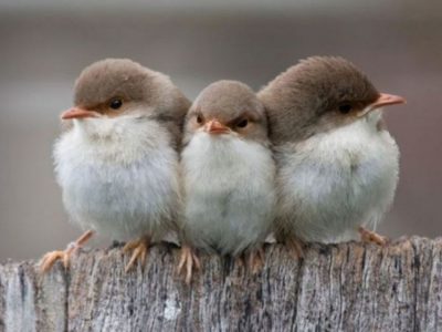 Denunciato uomo per cattura illegale di uccellini