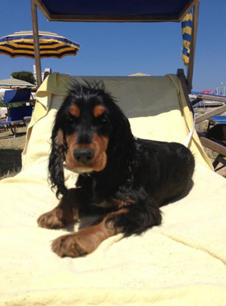 cane in spiaggia, vacanza con animali 