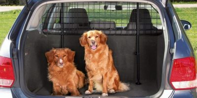 In vacanza con gli amici animali: come organizz...