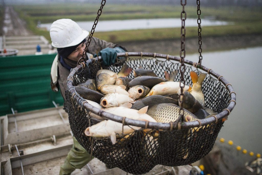 pesci origine straniera