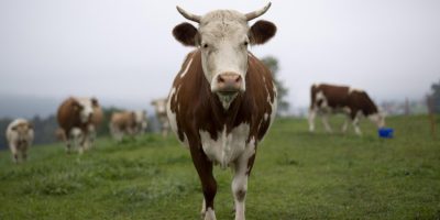 Caldo: allarme mucche nelle stalle, -10% di lat...