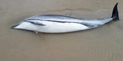 Delfino morto a Rapallo, in Liguria. Si tratta ...