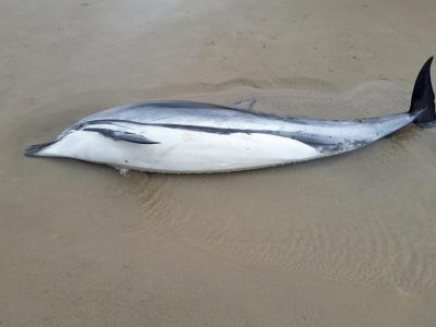 Delfino morto a Rapallo, in Liguria. Si tratta del terzo caso in 7 giorni