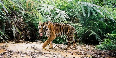 Oggi è la Giornata mondiale della tigre. Ne rim...