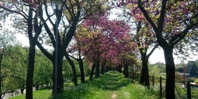 Il Comune di Verona mappa il verde pubblico e l...