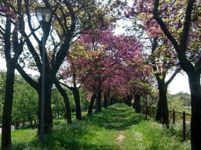 Il Comune di Verona mappa il verde pubblico e lo mette in Rete