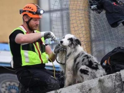 Ponte Morandi, un premio ai soccorritori a quattro zampe