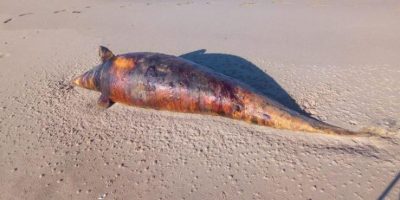 Toscana, altro delfino morto in spiaggia: sono ...