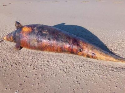Toscana, altro delfino morto in spiaggia: sono 34 da inizio anno