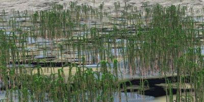 In Cina si trova la più grande foresta fossile ...